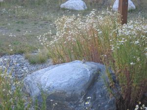 small_IMG_3516.jpg
